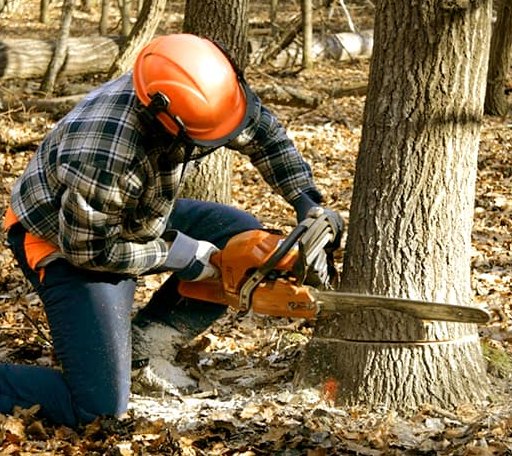Tree Removal in Glasford, IL